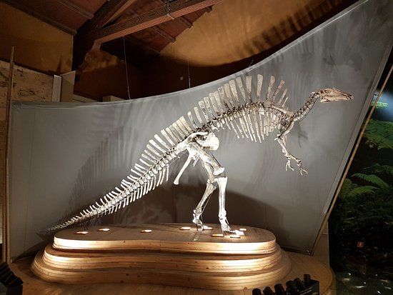 Museo civico di storia naturale di Venezia